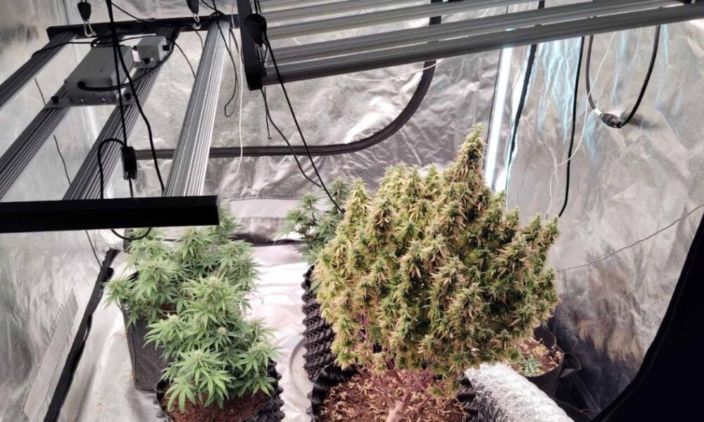 Από την ΕΛ.ΑΣ. έγινε γνωστό πως συνελήφθησαν δύο άνδρες Αγρίνιο για υδροπονική καλλιέργεια κάνναβης, κατασχέθηκαν γραμμάρια κάνναβης και 4 δενδρύλλια αλλά και σχετικά αντικείμενα.