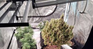 Από την ΕΛ.ΑΣ. έγινε γνωστό πως συνελήφθησαν δύο άνδρες Αγρίνιο για υδροπονική καλλιέργεια κάνναβης, κατασχέθηκαν γραμμάρια κάνναβης και 4 δενδρύλλια αλλά και σχετικά αντικείμενα.