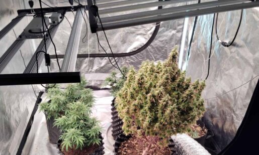 Από την ΕΛ.ΑΣ. έγινε γνωστό πως συνελήφθησαν δύο άνδρες Αγρίνιο για υδροπονική καλλιέργεια κάνναβης, κατασχέθηκαν γραμμάρια κάνναβης και 4 δενδρύλλια αλλά και σχετικά αντικείμενα.