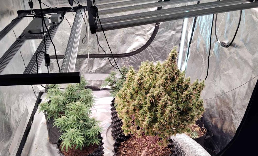 Από την ΕΛ.ΑΣ. έγινε γνωστό πως συνελήφθησαν δύο άνδρες Αγρίνιο για υδροπονική καλλιέργεια κάνναβης, κατασχέθηκαν γραμμάρια κάνναβης και 4 δενδρύλλια αλλά και σχετικά αντικείμενα.