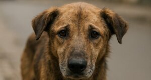 Ένα φρικτό συμβάν σημειώθηκε το πρωί της 8ης Δεκεμβρίου στα Καλύβια Αγρινίου όταν ασυνείδητοι δηλητηρίασαν με φόλες 3 αδέσποτα σκυλιά.