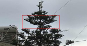 Στο Αγρίνιο μια γάτα παραμένει εγκλωβισμένη για αρκετές ημέρες πάνω σε ένα πανύψηλο δέντρο μη μπορώντας να κατέβει από εκεί, άγνωστο πως ανέβηκε.