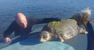 Στη Λιμνοθάλασσα Ι.Π. Μεσολογγίου - Αιτωλικού το Σάββατο, 27 Δεκεμβρίου 2025 ο εθελοντής Λάμπρος Χαρέλος προχώρησε στη διάσωσης της χελώνας Caretta Caretta.