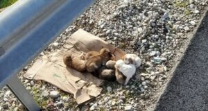 Στο Αγρίνιο την 28η Ιανουαρίου έγινε γνωστό πως ούτε ένα, ούτε δύο, αλλά 8 κουτάβια εγκατέλειψε ένας ασυνείδητος στην Εθνική Οδό Αγρινίου-Θέρμου.