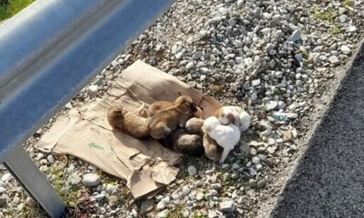 Στο Αγρίνιο την 28η Ιανουαρίου έγινε γνωστό πως ούτε ένα, ούτε δύο, αλλά 8 κουτάβια εγκατέλειψε ένας ασυνείδητος στην Εθνική Οδό Αγρινίου-Θέρμου.