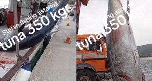 Ο Αστακός είχε την τιμητική του για άλλη μία φορά αφού κάποιοι τυχεροί ψάρεψαν έναν γιγαντιαίο τόνο που ξεπερνά τα 350 κιλά και το βίντεο τους έχει γίνει viral στο TikTok!