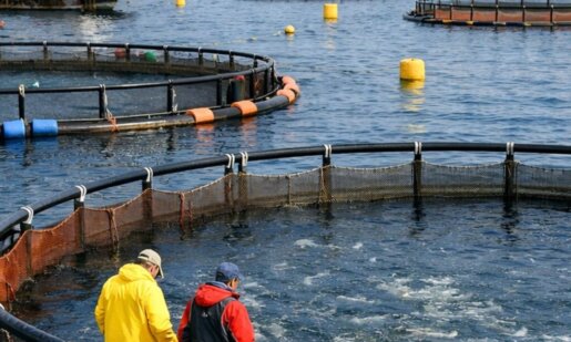 Ημερίδα αναμένεται να πραγματοποιηθεί στη Δυτική Ελλάδα για την Ιχθυοκαλλιέργεια και την τοπική ανάπτυξη, υπό την πρωτοβουλία της Δρ. Διονυσίας Αυγερινοπούλου και με χορηγία της ΕΛ.Ο.Π.Υ.