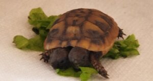 Ο Βάλτος Αμφιλοχίας στο επίκεντρο καθώς εντοπίστηκε μια δικέφαλη... χελώνα, μεταφέρθηκε στο Αγρίνιο και από εκεί στην Αθήνα και τον Σύλλογο Προστασίας και Περίθαλψης Άγριας Ζωής.