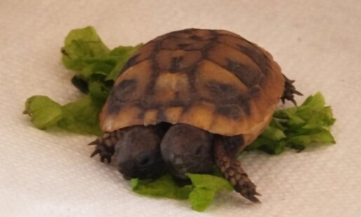 Ο Βάλτος Αμφιλοχίας στο επίκεντρο καθώς εντοπίστηκε μια δικέφαλη... χελώνα, μεταφέρθηκε στο Αγρίνιο και από εκεί στην Αθήνα και τον Σύλλογο Προστασίας και Περίθαλψης Άγριας Ζωής.