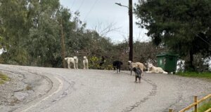 Στην Αγία Παρασκευή Αγρινίου δεν είναι λίγοι οι περαστικοί που ανησυχούν από την παρουσία αγέλης αδέσποτων σκύλων κάνοντας λόγο για επιθετική συμπεριφορά.