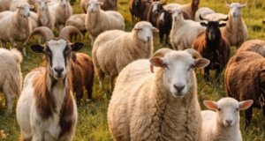 Από την Περιφέρεια Δυτικής Ελλάδας (Π.Δ.Ε.) ανακοινώθηκαν τη 19η Φεβρουαρίου μέτρα κατά τη διακίνηση ζωοτροφών για τον περιορισμό της Ευλογιάς των Αιγοπροβάτων.