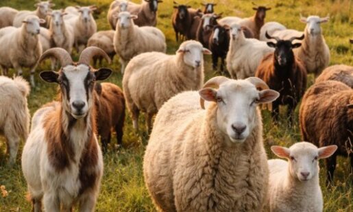 Από την Περιφέρεια Δυτικής Ελλάδας (Π.Δ.Ε.) ανακοινώθηκαν τη 19η Φεβρουαρίου μέτρα κατά τη διακίνηση ζωοτροφών για τον περιορισμό της Ευλογιάς των Αιγοπροβάτων.