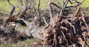 Η κακοκαιρία άφησε τα σημάδια της και στο Θέρμο αφού ένας κεραυνός ήταν ικανός να ξεριζώσει ένα τεράστιο δέντρο μερικά μέτρα απ' τα σπίτια.