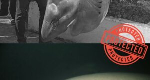 Η Οργάνωση iSea καταγγέλλει σχετικά πως ο εξαβράγχιος καρχαρίας που εντοπίστηκε στην Πάλαιρο Αιτωλοακαρνανίας είναι προστατευόμενο είδος.