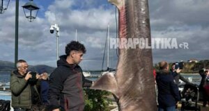 Η Πάλαιρος Αιτωλοακαρνανίας έχει γίνει... viral στα Social Media και γενικά στο διαδίκτυο μιας κι ένας ψαράς κατάφερε και έπιασε καρχαρία -έναν ακίνδυνο «σαπουνά»- 300 κιλών.