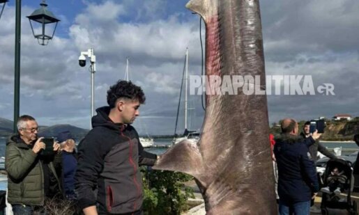 Η Πάλαιρος Αιτωλοακαρνανίας έχει γίνει... viral στα Social Media και γενικά στο διαδίκτυο μιας κι ένας ψαράς κατάφερε και έπιασε καρχαρία -έναν ακίνδυνο «σαπουνά»- 300 κιλών.