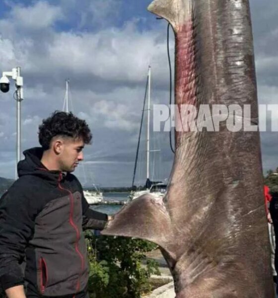 Η Πάλαιρος Αιτωλοακαρνανίας έχει γίνει... viral στα Social Media και γενικά στο διαδίκτυο μιας κι ένας ψαράς κατάφερε και έπιασε καρχαρία -έναν ακίνδυνο «σαπουνά»- 300 κιλών.