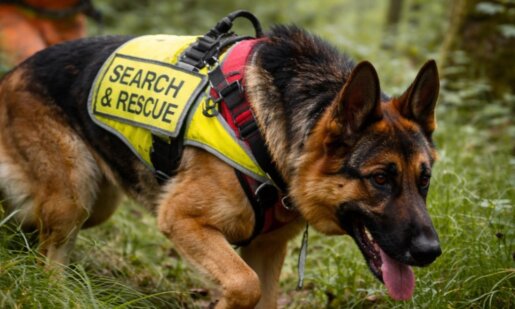 Στο Καινούργιο Αγρινίου η αγωνία ολοένα και μεγαλώνει με αφορμή την εξαφάνιση ηλικιωμένης, μέχρι και εκπαιδευόμενος σκύλος συμμετέχει στις έρευνες εντοπισμού.