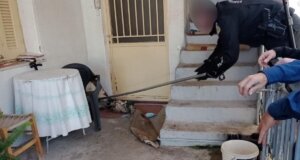 Στο Αγρίνιο το πρωί της 25ης Φεβρουαρίου στήθηκε μεγάλη επιχείρηση Αστυνομίας και Πυροσβεστικής για τη διάσωση σκύλου στην περιοχή Άη-Βασιλιώτικα.