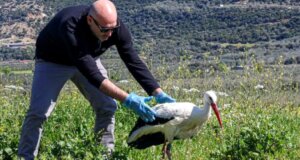 Ο Περιβαλλοντολόγος Διονύσης Μαμάσης σε ανάρτησή του στα Social Media αναφέρθηκε στο γεγονός πως ο «Λεπενιώτης» έγινε κάτοικος Αγγελοκάστρου!