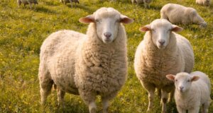 Σε ό,τι αφορά την Ευλογιά Αιγοπροβάτων η Αιτωλοακαρνανία απέσπασε -δυστυχώς- το... «Χρυσό» Μετάλλιο κατά το χρονικό διάστημα από 1 Ιανουαρίου έως 8 Μαρτίου 2026!