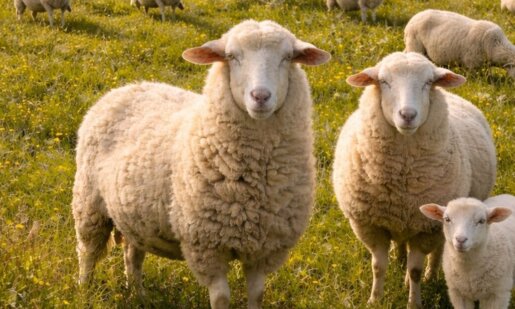 Σε ό,τι αφορά την Ευλογιά Αιγοπροβάτων η Αιτωλοακαρνανία απέσπασε -δυστυχώς- το... «Χρυσό» Μετάλλιο κατά το χρονικό διάστημα από 1 Ιανουαρίου έως 8 Μαρτίου 2026!