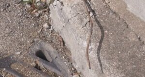 Μεγάλη προσοχή χρειάζεται σε σημείο εντός της πόλεως του Αγρινίου κι αυτό γιατί υπάρχει ένα σκουριασμένο σίδερο που προεξέχει σε πεζοδρόμιο κοντά στο Γήπεδο του Παναιτωλικού.