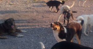 Στο Αγρίνιο η Φιλοζωική Οργάνωση με ανάρτησή της στα Social Media αντιδρά για τις συνθήκες διαβίωσης και επανένταξης των αδέσποτων ζώων.