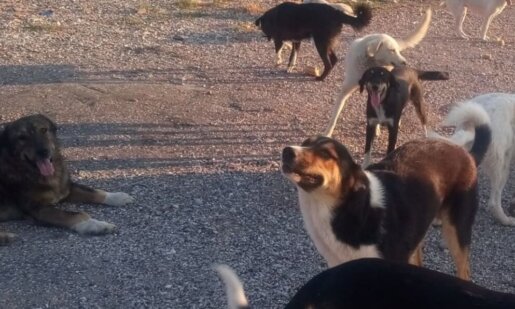 Στο Αγρίνιο η Φιλοζωική Οργάνωση με ανάρτησή της στα Social Media αντιδρά για τις συνθήκες διαβίωσης και επανένταξης των αδέσποτων ζώων.