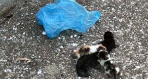 Ένα απίστευτο συμβάν φέρεται να συνέβη Μεγάλη Τετάρτη στο Αγρίνιο - Άνδρας συνελήφθη μετά από μήνυση για κακοποίηση ζώων στην περιοχή του Δ.Α.Κ.