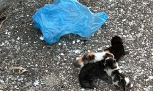 Ένα απίστευτο συμβάν φέρεται να συνέβη Μεγάλη Τετάρτη στο Αγρίνιο - Άνδρας συνελήφθη μετά από μήνυση για κακοποίηση ζώων στην περιοχή του Δ.Α.Κ.