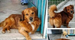 Ανάστατοι άπαντες στην Καμαρούλα Αγρινίου με αφορμή την εξαφάνιση ενός σκύλου που ακούει στο όνομα «Κανέλος» - Δηλώθηκε στην Αστυνομία η εξαφάνιση του τετράποδου.