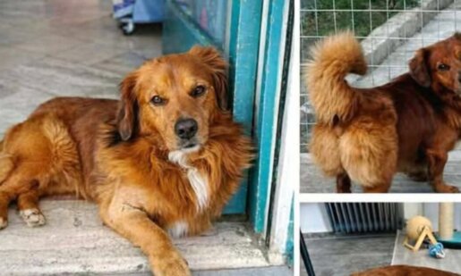 Ανάστατοι άπαντες στην Καμαρούλα Αγρινίου με αφορμή την εξαφάνιση ενός σκύλου που ακούει στο όνομα «Κανέλος» - Δηλώθηκε στην Αστυνομία η εξαφάνιση του τετράποδου.