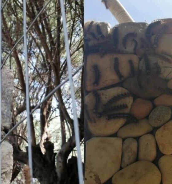 Ο Βάρνακας Ξηρομέρου βρίσκεται στην επικαιρότητα καθώς στις αυλές των σπιτιών εμφανίστηκαν κάμπιες - Στο AgrinioTimes.gr τοποθετήθηκαν Χάρης Λιότσος και Γιάννης Τριανταφυλλάκης.