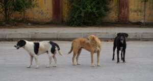 Η Φιλοζωική Οργάνωση Αγρινίου προχώρησε σε ανάρτηση στα Social Media με καταγγελίες σχετικά με τη διαχείριση των αδέσποτων στον Αχελώο.