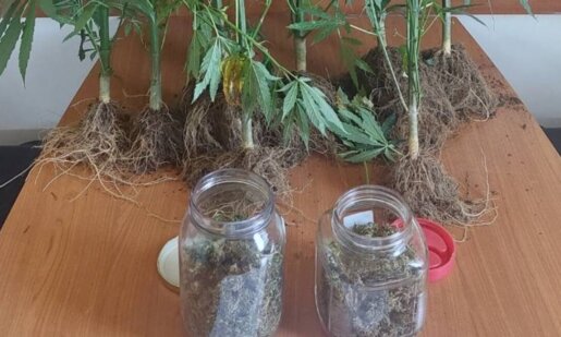 Η ΕΛ.ΑΣ. εξέδωσε ανακοίνωση για το γεγονός πως το πρωί της 9ης Ιουνίου συνελήφθη άνδρας στο Αγρίνιο για καλλιέργεια και διακίνηση ναρκωτικών.