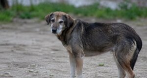 Στο Νοσοκομείο Αγρινίου κατά τις βραδινές ώρες της 6ης Ιουνίου μια γυναίκα έπεσε από το μηχανάκι της και τραυματίστηκε, έπειτα από επίθεση σκύλου.