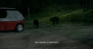 Στην Αμφιλοχία μπορεί να τα δεις όλα μέχρι και... αγριογούρουνα να τριγυρνάνε τα βράδια στους δρόμους της πόλης προκαλώντας την έκπληξη κατοίκων και περαστικών.