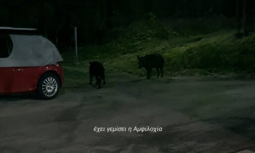 Στην Αμφιλοχία μπορεί να τα δεις όλα μέχρι και... αγριογούρουνα να τριγυρνάνε τα βράδια στους δρόμους της πόλης προκαλώντας την έκπληξη κατοίκων και περαστικών.