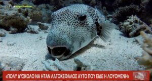 Ανατροπή στην Πάτρα καθώς οι Γιατροί δεν επιβεβαιώνουν τα λεγόμενα της 64χρονης πως τη δάγκωσε ένα τοξικό ψάρι όπως ο λαγοκέφαλος.