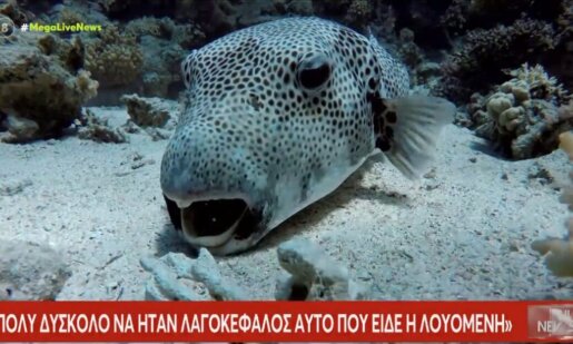 Ανατροπή στην Πάτρα καθώς οι Γιατροί δεν επιβεβαιώνουν τα λεγόμενα της 64χρονης πως τη δάγκωσε ένα τοξικό ψάρι όπως ο λαγοκέφαλος.