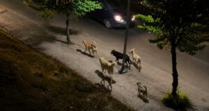 Ο Αντιδήμαρχος Αγρινίου, Πάνος Μαρνέζος, τοποθετήθηκε για το πολύ σοβαρό ζήτημα που αφορά τα αδέσποτα μετά και τις νέες εικόνες που κυκλοφόρησαν στα Social Media.