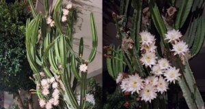 Στην περιοχή Άγιος Χριστόφορος (Νέος) Αγρινίου ορισμένοι από τους κατοίκους είχαν την τύχη να δούν για μια νύχτα μόνο την άνθιση του κάκτου...