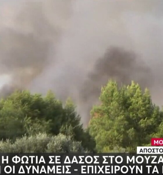 Στο Μουζάκι Ηλείας κατά τις απογευματινές ώρες της Κυριακής (09/08) ξέσπασε μεγάλη πυρκαγιά σε πευκοδάσος με της ενισχύσεις από Πάτρα και Αιτωλοακαρνανία να είναι ισχυρές.