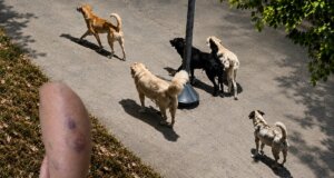 Το ζήτημα με τα Αδέσποτα Ζώα προβληματίζει έντονα, μια μητέρα ανήλικων παιδιών μεταφέρθηκε στο Νοσοκομείο Αγρινίου ύστερα από επίθεση αγέλης σκύλων.