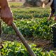 Στη Δυτική Ελλάδα εντάσσονται 981 νέοι Γεωργοί στο Πρόγραμμα «Εγκατάσταση Γεωργών Νεαρής Ηλικίας», με συνολική δημόσια δαπάνη τα 35,7 εκατ. ευρώ - Δηλώσεις Φίλια και Κοντογιάννη.