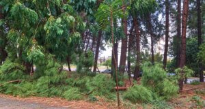 Στο Δασύλλιο Δυρρού λίγο μετά τις 17:30 το απόγευμα της 3ης Σεπτεμβρίου δέντρα ξεριζώθηκαν από την έντονη καταιγίδα που έπληξε το Αγρίνιο.