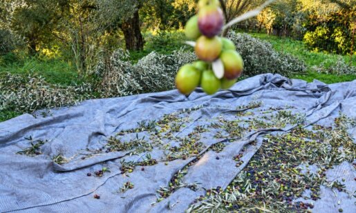 Από τις 15 Σεπτεμβρίου η συγκέντρωση του καρπού σε έξι σημεία της Αιτωλοακαρνανίας - Στήριξη στο εισόδημα των παραγωγών και στην τοπική Αγροτική Οικονομία.