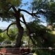 Στον Λυγιά Ναυπακτίας και συγκεκριμένα στον Άγιο Νικόλαο την Κυριακή, 20 Σεπτεμβρίου 2026 εν ώρα κηδείας έπεσε ένα τμήμα ενός πεύκου που είχε ως αποτέλεσμα να τραυματιστούν τρεις άνθρωποι.